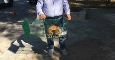 Με επιτυχία η 5η δράση στείρωσης αδέσποτων γατών στο Γαλαξίδι